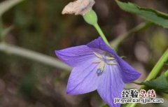 桔梗种子播种技术 桔梗种子播种方法