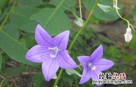 桔梗种子播种技术 桔梗种子播种方法