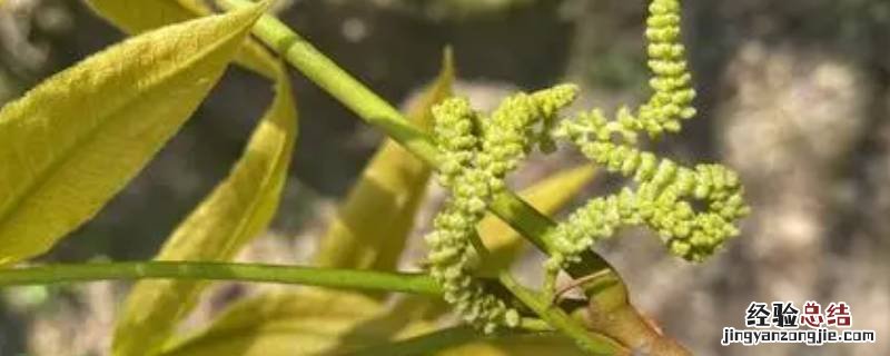 新鲜的核桃花怎样处理 新鲜核桃花怎么处理