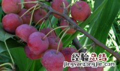海棠果能吃吗 海棠果能不能吃呢