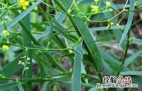 柴胡的病虫害防治