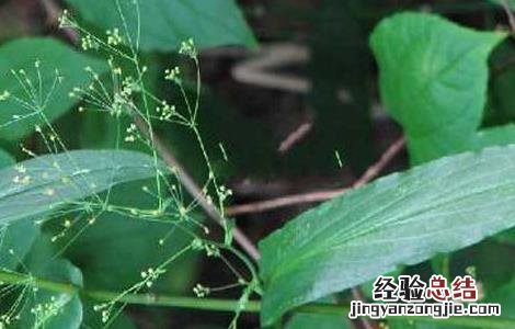 柴胡的病虫害防治