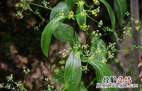 柴胡的病虫害防治