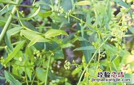 柴胡的病虫害防治