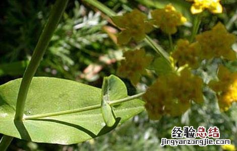 柴胡的病虫害防治