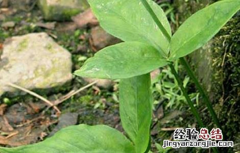 半夏主要生长在哪个哪些地方 半夏的产地分布有哪些