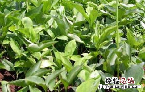 半夏主要生长在哪个哪些地方 半夏的产地分布有哪些