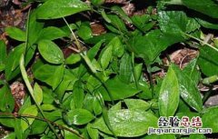 半夏主要生长在哪个哪些地方 半夏的产地分布有哪些