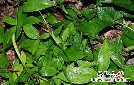 半夏主要生长在哪个哪些地方 半夏的产地分布有哪些