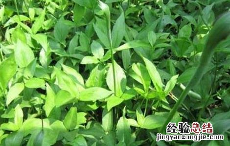 半夏的种植前景 半夏的种植效益