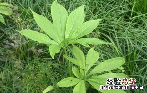半夏的种植前景 半夏的种植效益