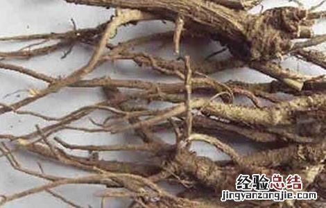 柴胡的产地分布