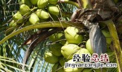 东南亚主要热带经济作物有哪些 东南亚主要热带经济作物有什么