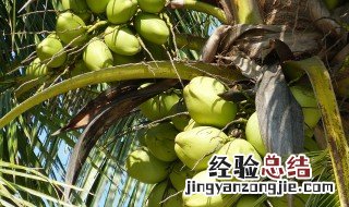 东南亚主要热带经济作物有哪些 东南亚主要热带经济作物有什么