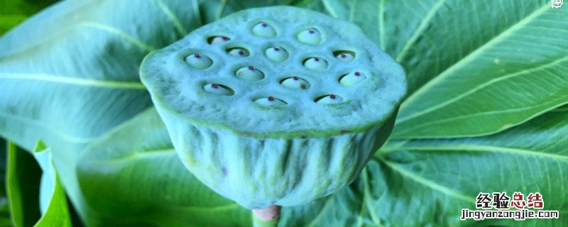 新鲜莲子可以生吃吗 新鲜莲子可以生吃吗?