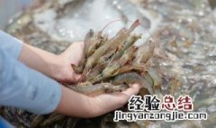 生抽白虾怎么做好吃 生抽白虾怎么做