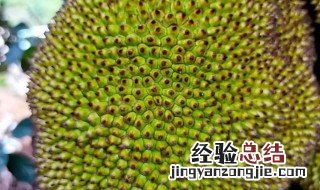 树菠萝怎么吃 树菠萝怎么吃最好呢