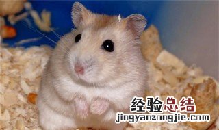 仓鼠为什么不吃草莓 仓鼠为什么不吃草莓籽