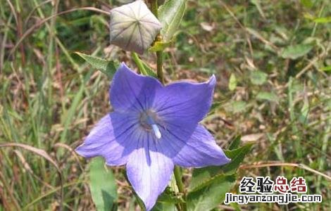 桔梗产地是啥地方 桔梗的产地分布