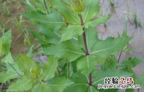 桔梗有毒吗 桔梗有毒吗 猫