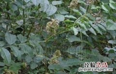 甘草的种植条件是什么 甘草的种植条件