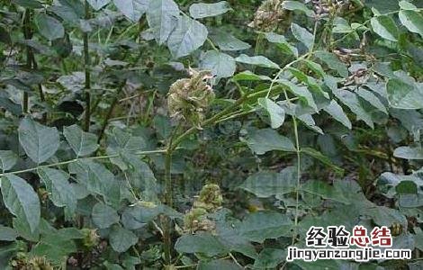 甘草的种植条件是什么 甘草的种植条件