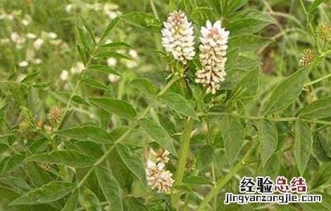 甘草的种植条件是什么 甘草的种植条件