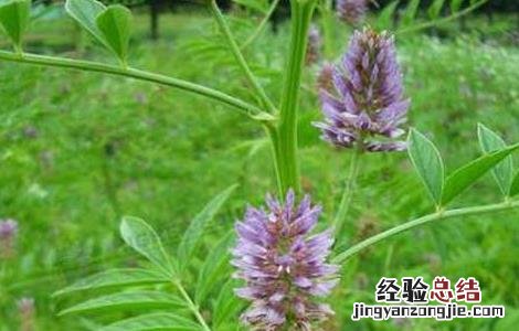 甘草的种植条件是什么 甘草的种植条件