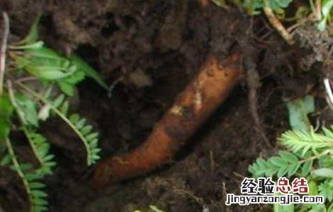 黄芪的种植条件 黄芪种植条件和技术