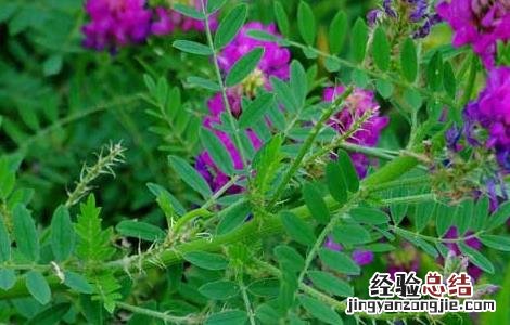 黄芪的种植条件 黄芪种植条件和技术