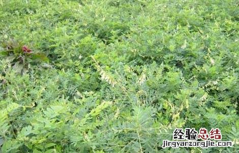 黄芪的种植条件 黄芪种植条件和技术