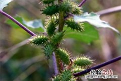白蒺藜和刺蒺藜的区别 白蒺藜