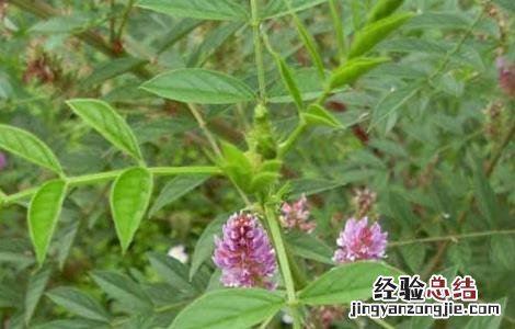 甘草的繁殖方法 甘草的种苗繁育方法