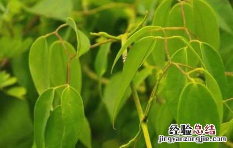甘草的繁殖方法 甘草的种苗繁育方法