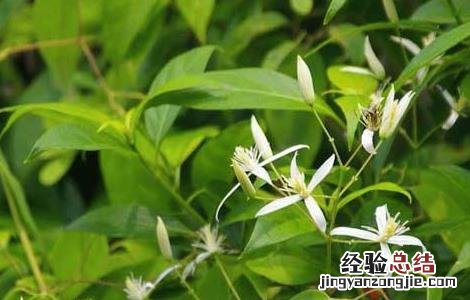 甘草的繁殖方法 甘草的种苗繁育方法