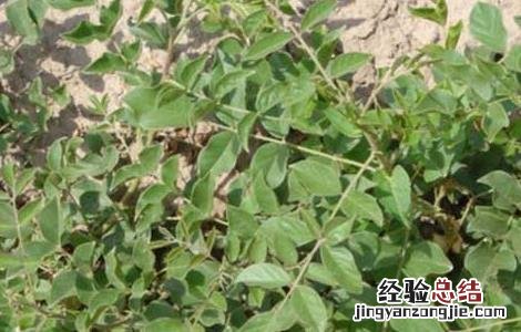 甘草的繁殖方法 甘草的种苗繁育方法