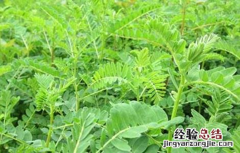 黄芪的产地分布 黄芪的产地分布图