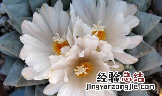 岩牡丹怎么养 岩牡丹怎么养才能长得快