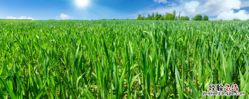 峰川9号小麦品种特性 峰川9号小麦品种特性峰川九号小麦种多少钱一斤