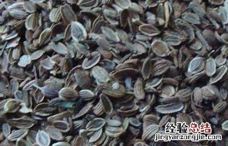 关防风种植技术及亩收益 关防风种植技术