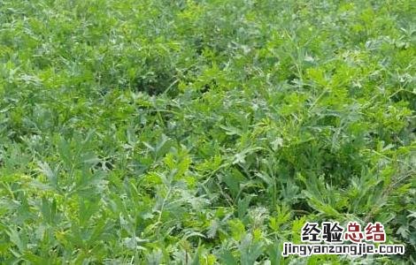 关防风种植技术及亩收益 关防风种植技术