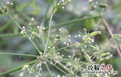 关防风种植技术及亩收益 关防风种植技术