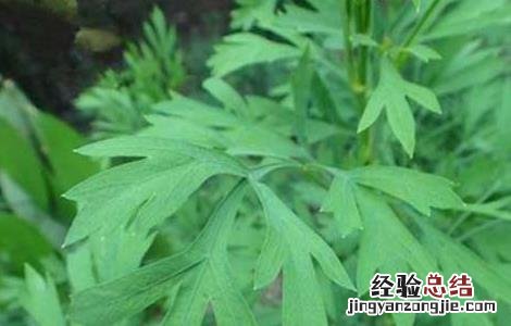 关防风种植技术及亩收益 关防风种植技术