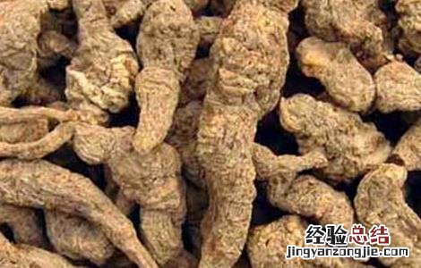 地黄的炮制方法药用植物学 地黄的炮制方法