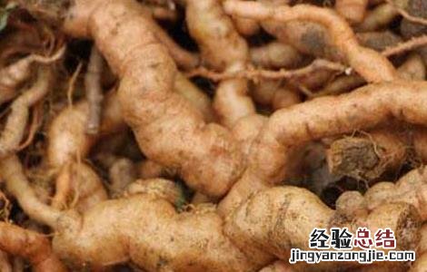 地黄的炮制方法药用植物学 地黄的炮制方法