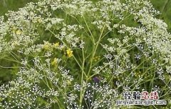 防风的种植条件 防风人工种植