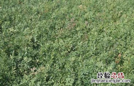防风的种植条件 防风人工种植