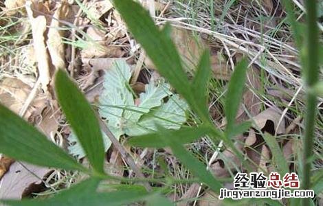 防风的种类有哪些 防风的区别