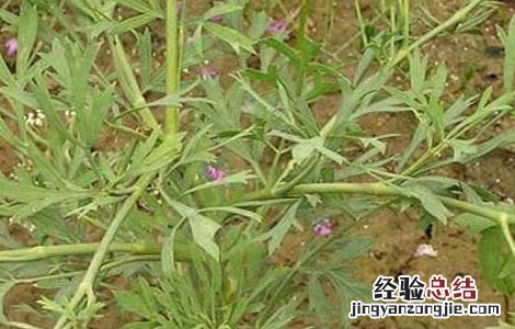 防风的种类有哪些 防风的区别