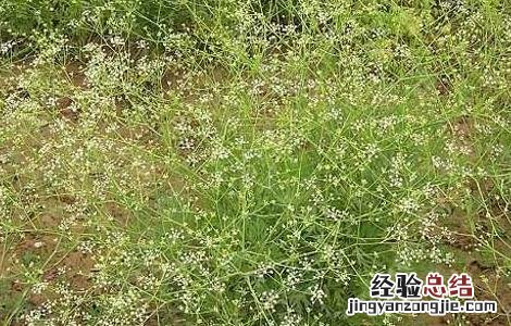 防风的产地分布 防风分布区域